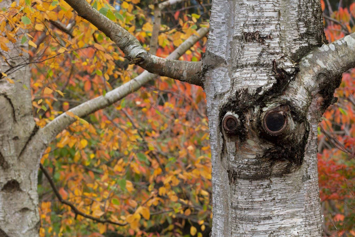 مراجعة علم القرف الغريب: يحاول المتشكك فهم الخوارق
