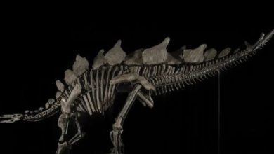 بيع هيكل عظمى لديناصور عمره 150 مليون سنة بـ6 ملايين دولار بمزاد علنى بيع هيكل عظمى لديناصور عمره 150 مليون سنة بـ6 ملايين دولار بمزاد علنى