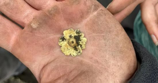 العثور على زهرة الربيع الذهبية من العصور الوسطى بقلعة أوكلاند.. شاهدها