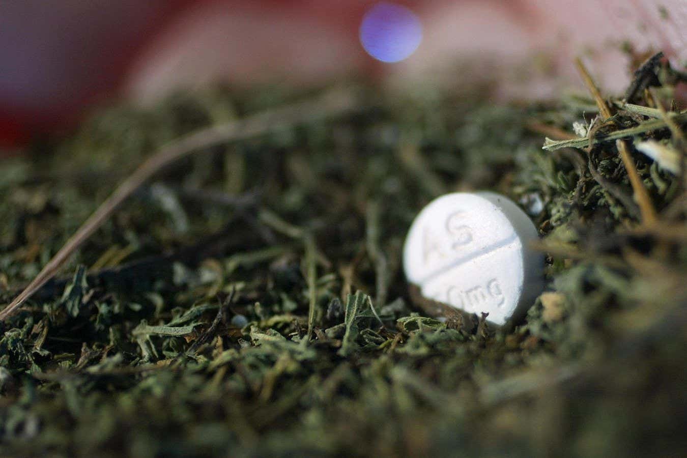 يمكن علاج متلازمة المبيض المتعدد الكيسات باستخدام دواء الملاريا يمكن علاج متلازمة المبيض المتعدد الكيسات باستخدام دواء الملاريا