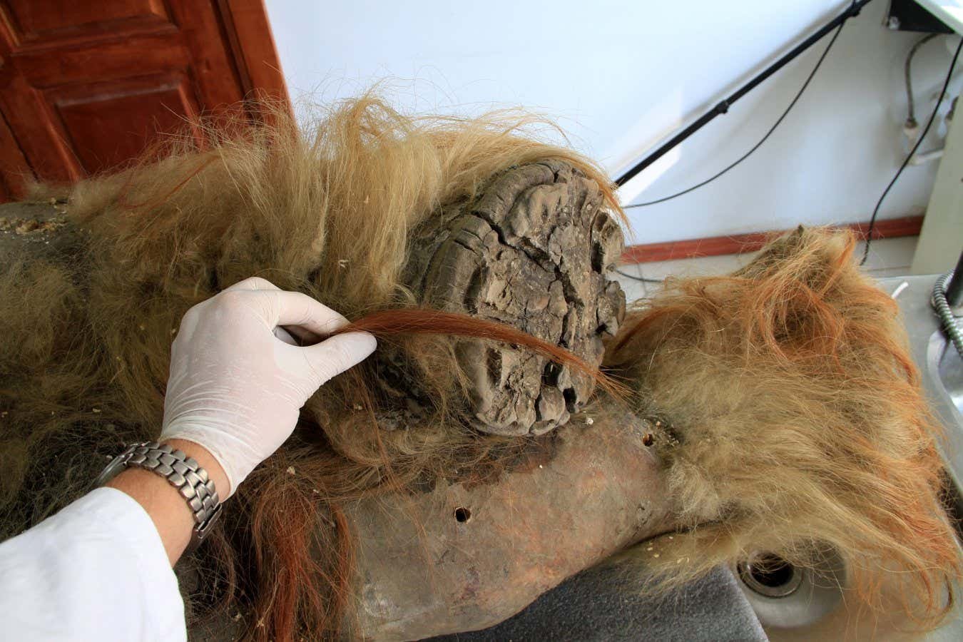 الحمض النووي للماموث الصوفي محفوظ بشكل استثنائي في “متشنج” مجفف بالتجميد