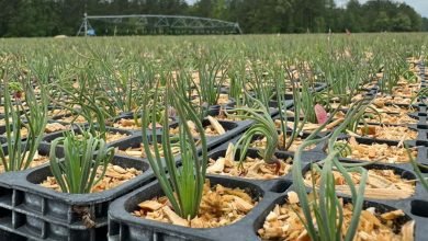 يمكن لملايين الأشجار أن تنمو بشكل أسرع مع دفعة من الفطريات البرية يمكن لملايين الأشجار أن تنمو بشكل أسرع مع دفعة من الفطريات البرية