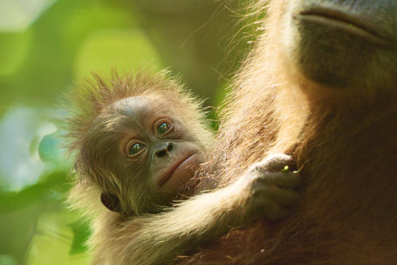 مراجعة Secret Lives of Orangutans: أحدث أعمال Attenborough يستكشف حياة عائلة إنسان الغاب