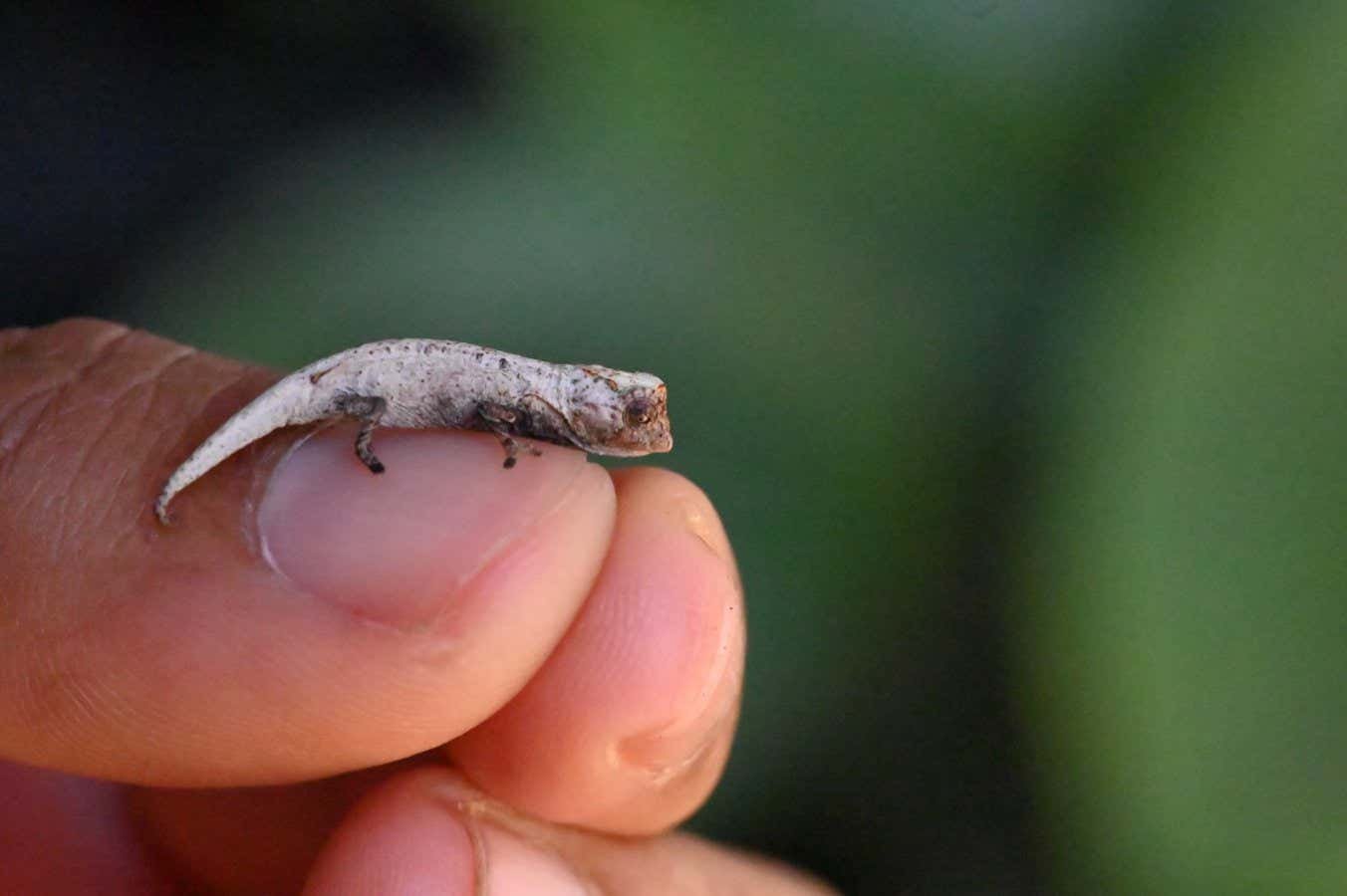 Brookesia nofy: الحرباء الصغيرة التي رصدها السياح في مدغشقر هي أمر جديد على العلم Brookesia nofy: الحرباء الصغيرة التي رصدها السياح في مدغشقر هي أمر جديد على العلم