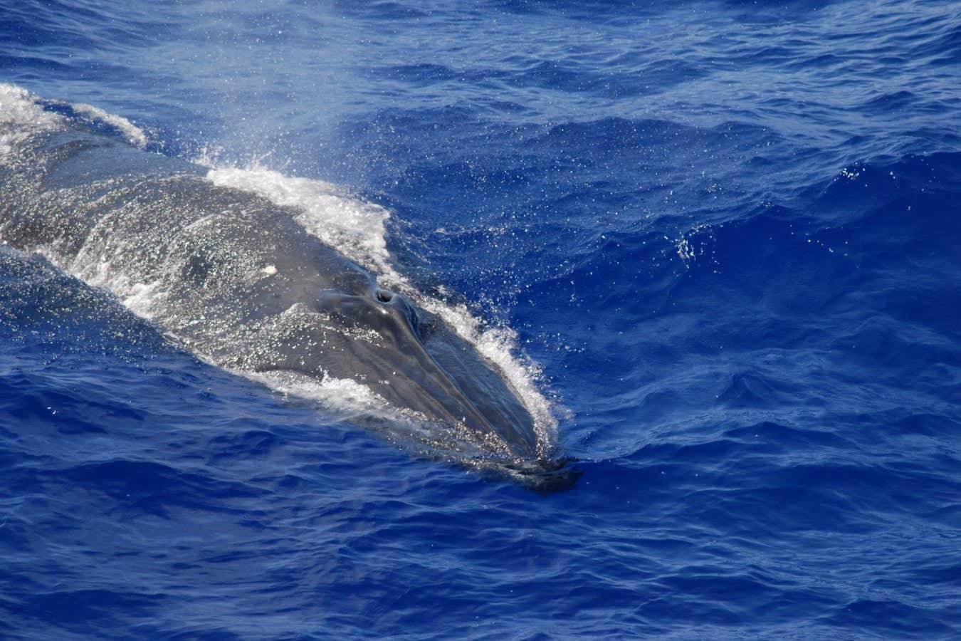 يستخدم “Shazam for Whales” الذكاء الاصطناعي لتتبع الأصوات المسموعة في خندق ماريانا يستخدم “Shazam for Whales” الذكاء الاصطناعي لتتبع الأصوات المسموعة في خندق ماريانا