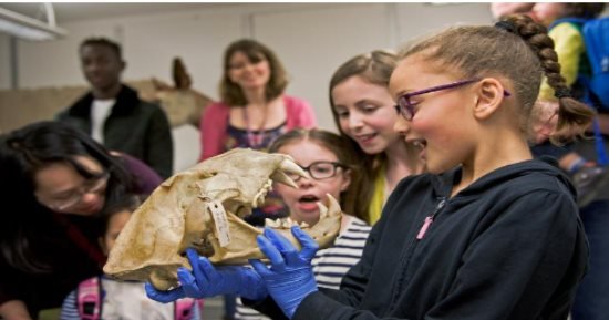 لأول مرة.. زوار متحف بريطانى يتحدثون مع الحيوانات المعروضة بالذكاء الاصطناعى