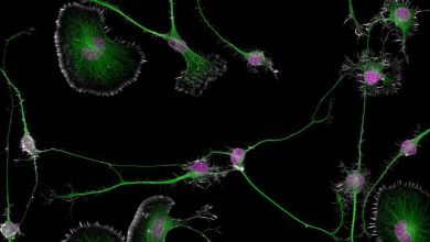 تحتفل هذه الصور المذهلة بتعقيد العالم المجهري تحتفل هذه الصور المذهلة بتعقيد العالم المجهري