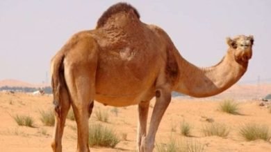 تعرف على أسماء ناقة الرسول