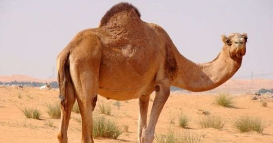 تعرف على أسماء ناقة الرسول