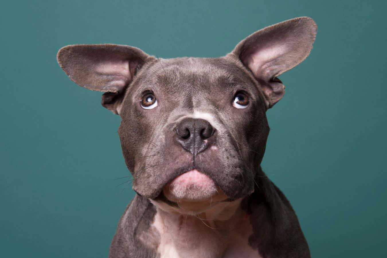 كيف يضع معمل رياض الأطفال الفريد من نوعه العلوم في تدريب الكلاب كيف يضع معمل رياض الأطفال الفريد من نوعه العلوم في تدريب الكلاب