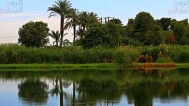تاريخ مصر.. هل جرت داخل بلادنا 7 أفرع من نهر النيل؟