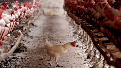 إن فيروس أنفلونزا الطيور H5N1 أقرب إلى اكتساب القدرة على الانتشار الوبائي أكثر مما كنا نعتقد