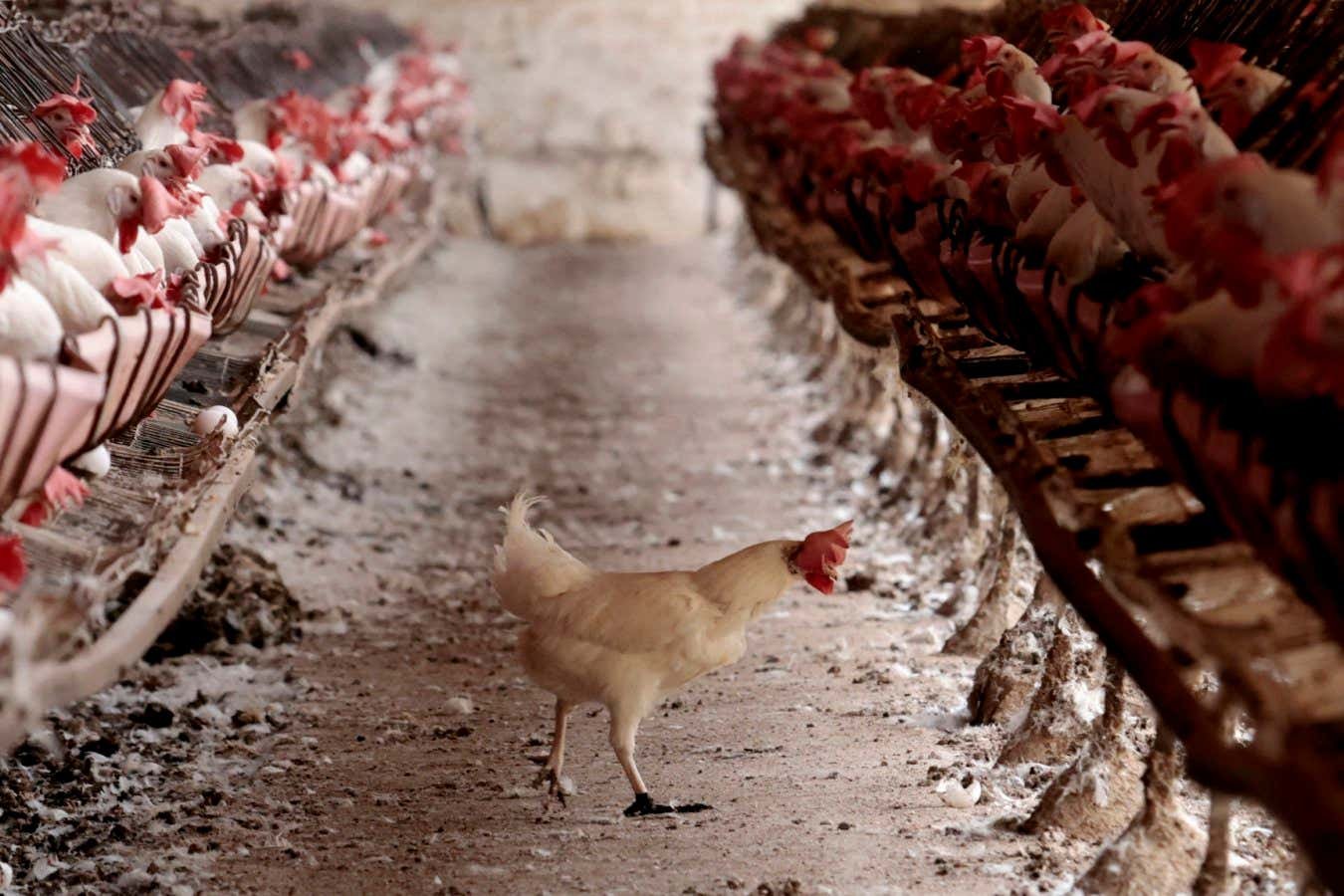 إن فيروس أنفلونزا الطيور H5N1 أقرب إلى اكتساب القدرة على الانتشار الوبائي أكثر مما كنا نعتقد إن فيروس أنفلونزا الطيور H5N1 أقرب إلى اكتساب القدرة على الانتشار الوبائي أكثر مما كنا نعتقد