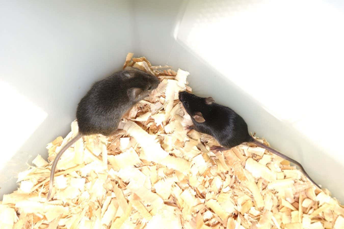 ولدت الفئران مع اثنين من الآباء – ولكن لا تتوقع نفس الشيء للناس