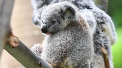 يحتضن Koalas جانبًا اجتماعيًا غير متوقع في فيديو مفاجئ