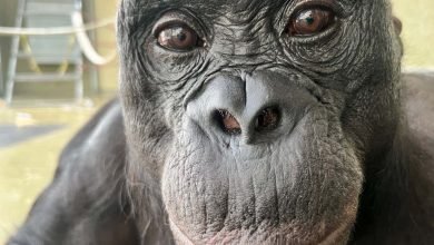 يمكن لـ Bonobos معرفة متى يعرفون شيئًا لا تعرفه