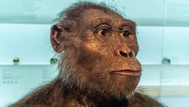 قد تكشف البروتينات الأحفورية قريبًا عن كيفية ارتباطنا بـ AustralopitheCus