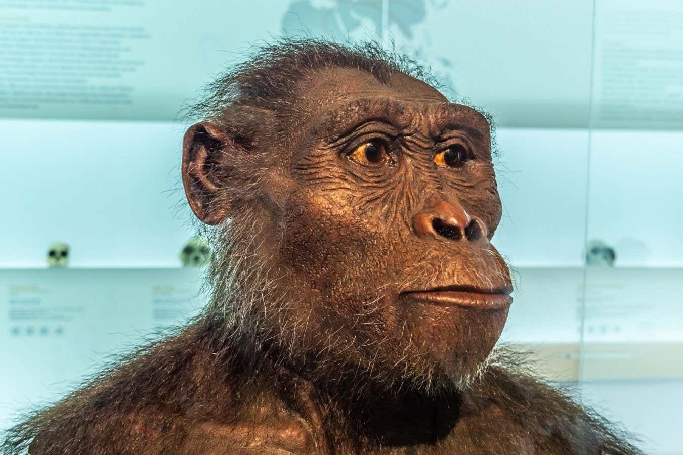 قد تكشف البروتينات الأحفورية قريبًا عن كيفية ارتباطنا بـ AustralopitheCus