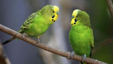 أدمغة Budgie لديها خريطة للأصوات الصوتية تمامًا مثل البشر