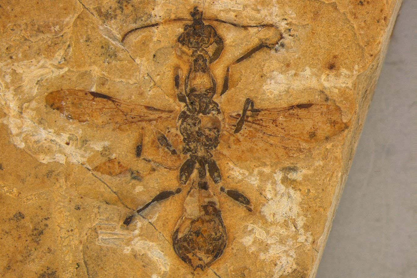 أقدم من أي وقت مضى أن أحفوري النمل يوضح كيف استولت هذه الحشرات على العالم أقدم من أي وقت مضى أن أحفوري النمل يوضح كيف استولت هذه الحشرات على العالم